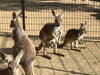 「アカカンガルーの赤ちゃんが顔を出しました！」