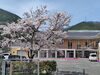 桜が満開になりました「地域福祉センターの芝桜が見ごろです」