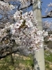 アップ過ぎて少しボヤけてますね😅「お花見🌸【和歌山ラウンジ ブルームーン】」