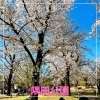 隅田公園の桜「桜が満開でした」