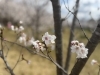 桜満開「『春爛漫🌸 æ˜ŽçŸ³åŸŽå…¬åœ’ã§æ¡œã‚ãり散æ©ã¯ã„ã‹ãŒï¼Ÿã€è¦‹é ƒã‚’迎ãˆãŸæ¡œã‚¹ãƒãƒƒãƒˆã‚’ã”紹介ï¼ã€