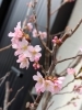 「入学を迎えられたみなさまおめでとうございます💐」