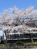 近くの西光寺の桜も満開です。「平成7年、創業。元警視庁刑事顧問。浮気調査　人探し　結婚調査　盗聴器発見　群馬-前橋・高崎　茨城-つくば・土浦　埼玉-上尾・春日部　下見・相談無料　be-スマイル女性探偵事務所」