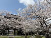 宝光寺「開花しました🌸🌸🌸」
