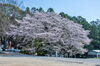 「春の総社宮」