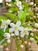 「門前の黄モッコウバラの開花が始まりました！」