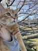 「満開の桜ですね」