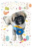 「Dog salon mofu mofu　余市町」