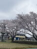 群馬-前橋　公園の桜　雨の中頑張って咲いてます。「平成7年創業。元警視庁刑事　顧問。探偵歴33年。浮気調査・人探し　防犯対策等、茨城-土浦・つくば　群馬-前橋　埼玉-春日部・上尾・熊谷　千葉-船橋・松戸・柏 元警視庁刑事 顧問　若葉探偵社」
