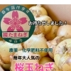 今年も大人気『桜たまねぎ』が届きました！