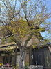 大きくなったモミジ🍁の木🌳伐採します💪「ベンリー福山東🌟樹木の伐採作業💪✨」