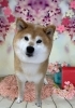 誕生日おめでとうございます！「誕生日おめでとう( ^ω^ )」