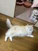 飼い猫「彼女さんや奥様に【大分市/男性/メンズ/脱毛/ひげ/あご/全身/腕/足/腕/胸毛/ムダ毛処理】」