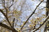 「桜、始まってます。」
