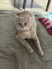 飼い猫「広告【大分市/男性/メンズ/脱毛/ひげ/あご/全身/腕/足/腕/胸毛/ムダ毛処理】」