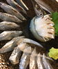 さよりの姿造り「春告魚」