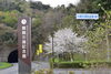 サクラ情報「舞鶴引揚記念館のソメイヨシノは満開です！」