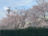 来週は見ごろでしょうか？「新年度スタート」