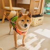 うめちゃん「今日のお友達」