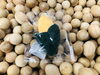 ペット用おもちゃ「ペットのおもちゃ🌽[104/365]」