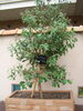 「なにぃ～！　フトモモ科？　　高住センターから、入居者に楽しんでいただける植木のある老人ホーム見学情報です。」