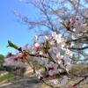 近隣の桜も少しずつ散ってきています🌸