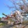 近隣の桜も少しずつ散ってきています🌸