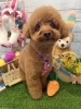 トイプードル カット「ðŸ¶ãƒˆã‚¤ãƒ—ãƒ¼ãƒ‰ãƒ«ã€æŸ´çЬã€ãƒˆãƒªãƒŸãƒ³ã‚°ã®ãŠå‹é”ðŸ£ã€