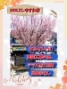 HOLZしもすわ店駐車場の桜🌸「4/14(月)テラス席ご利用停止のお知らせ💁‍♀️【諏訪湖畔の人気レストラン】」