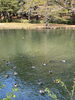 群馬-前橋の敷島公園のカルガモです。「元警視庁刑事　顧問。浮気調査　家出調査　防犯対策　人探し　結婚調査等は　防犯対策等は、【創業平成7年、調査の青葉グループ　群馬-太田 栃木-足利・佐野　茨城-古河　埼玉-本庄　若さと責任感 be-ハッピー探偵事務所群馬太田】」