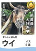 1位に輝いた「ウイ」「ミミナガヤギ総選挙結果発表！」