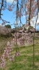 枝垂れ桜「常陸風土記の丘🌸桜まつり🌸　〜ご来店感謝と4月14日時点での開花情報〜　」
