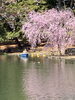 前橋の敷島公園です。桜が湖面に映えています。「平成7年創業。元警視庁刑事　顧問。探偵歴33年。浮気調査・人探し　防犯対策等、茨城-土浦・つくば　群馬-前橋　埼玉-春日部・上尾・熊谷　千葉-船橋・松戸・柏 元警視庁刑事 顧問　若葉探偵社」