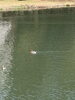 前橋の敷島公園です。頑張れカルガモ、迷子になるな。「平成7年、創業。元警視庁刑事顧問。浮気調査　人探し　結婚調査　盗聴器発見　群馬-前橋・高崎　茨城-つくば・土浦　埼玉-上尾・春日部　下見・相談無料　be-スマイル女性探偵事務所」