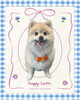 「Dog salon mofu mofu　余市町」