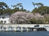 沼津港はまだ桜が残っていました「Dream Joumey.」