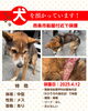 「迷い犬を保護しています【西条市船屋（ひうちの湯）付近】」