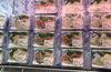 地魚　お刺身「塩引鮭コロッケ　販売日」