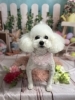 ひなちゃん♡耳伸ばし中です!「春の訪れと共に、ピコプタで愛犬のケアを!我が家のわんこの紹介🐾」