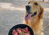 牛肉は「【牛肉に隠された闇！知ってましたか？】気功師が行うメタトロン測定　鳥取・米子・大山・境港・松江・出雲　鳥取氣功院」