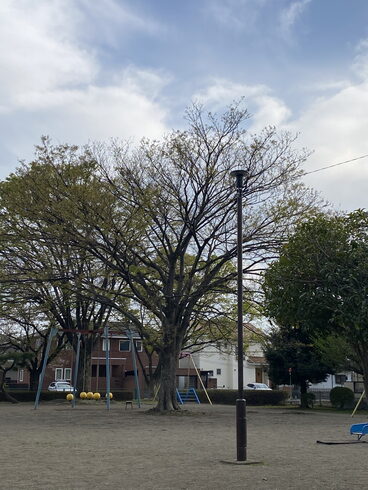 前橋の桜はいつの間にか、葉桜になってました。「元警視庁刑事 顧問。浮気調査 家出調査 防犯対策 人探し 結婚調査等は 防犯対策等は、【創業平成7年、調査の青葉グループ 群馬-太田 栃木-足利・佐野 茨城-古河 埼玉-本庄 若さと責任感 be-ハッピー探偵事務所群馬太田】」