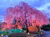 帰帆場公園「北上市開花宣言」