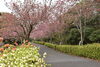 いよいよ開花してきました「舞鶴引揚記念館のヤエザクラの開花状況！」