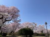 「水沢公園の桜が満開になりました！」
