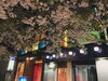 「夜桜を､カクテルを楽しみながら楽しんでみませんか🌸　  小樽のカクテル&ショットバー・ハーフトーン」