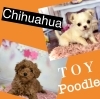 子犬「エルムブリーディングの子犬」