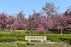 「桜開花状況」