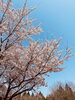「桜咲く🌸」