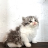 サイベリアン♂「ニャンちゃん販売😸」