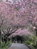 満開のボタン桜「明日4月20日常陸風土記の丘桜まつり最終日🌸」